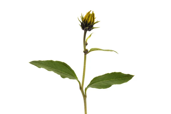 Een kleine bloem groeit — Stockfoto