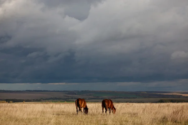 Sonbahar alanında atlar — Stok fotoğraf
