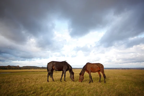 Konie w polu jesienią — Zdjęcie stockowe