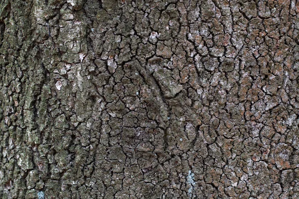 L'écorce de l'arbre — Photo
