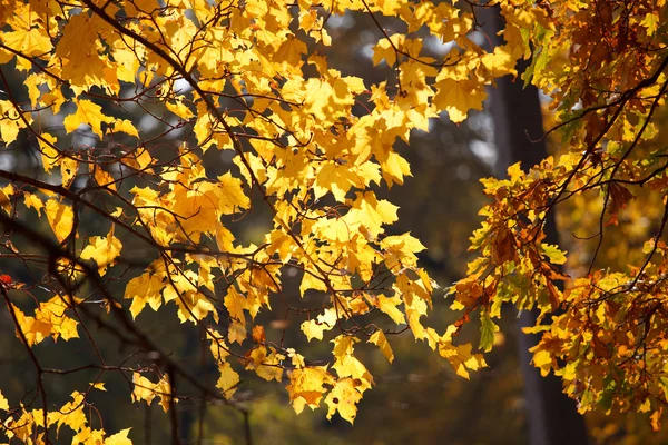 Fényes, gyönyörű őszi levelek — Stock Fotó