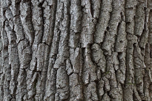 The bark of the tree — Stock Photo, Image
