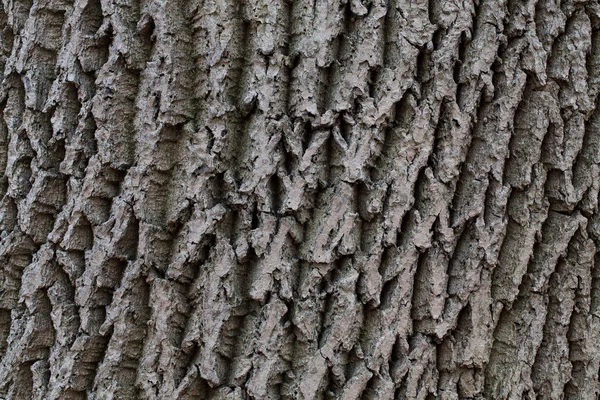 La corteza del árbol — Foto de Stock
