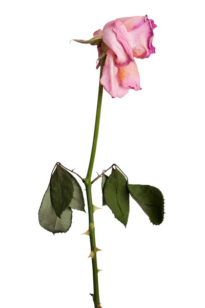 Μια ξεθωριασμένη ροζ τριαντάφυλλα — Φωτογραφία Αρχείου