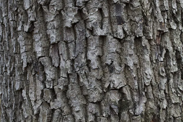 Barken på trädet — Stockfoto