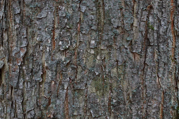 Barken på trädet — Stockfoto