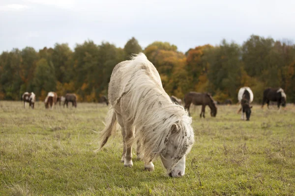 Small shaggy ponies — Stock Photo, Image