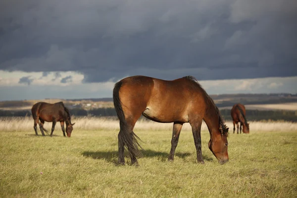 Tres caballos de la bahía pastando en el campo de otoño — Foto de Stock