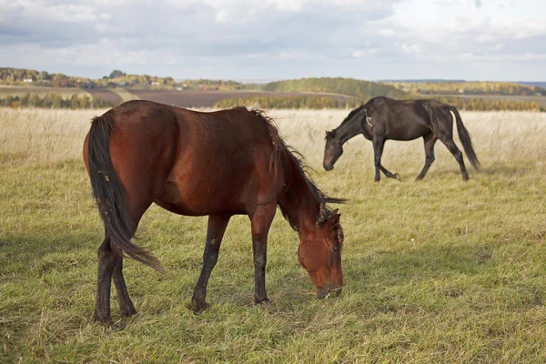 Twee baai paarden grazen — Stockfoto