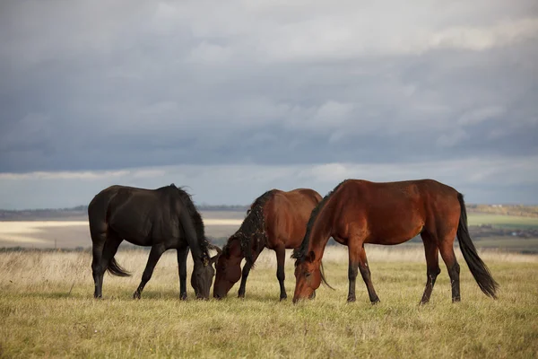 Three bay horses grazing — Stock Photo, Image