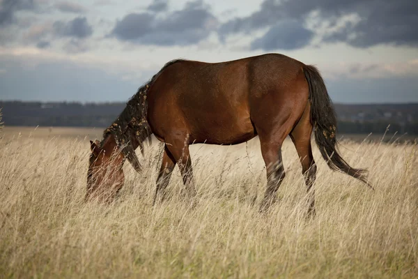 Zatoka koń pasie wśród suchych trawy — Zdjęcie stockowe