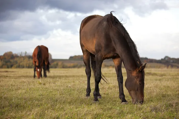 Twee jonge bay paarden grazen in de herfst veld — Stockfoto