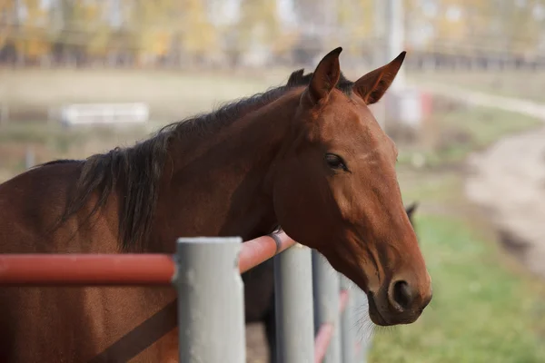 Jonge rode paard in de paddock — Stockfoto
