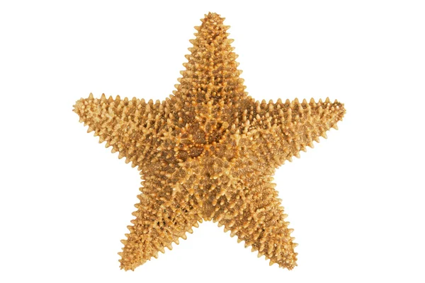 Kurutulmuş sarı-turuncu denizyıldızı — Stok fotoğraf