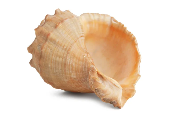 Meeresmuschel mit Perlmutt — Stockfoto