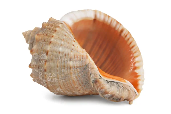 小小的海洋壳的珍珠母 — 图库照片