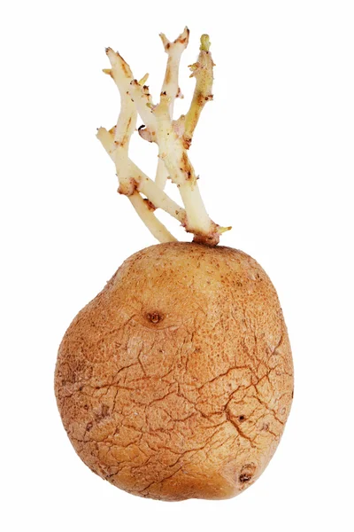 Стара картопля з пророщеними пагонами — стокове фото