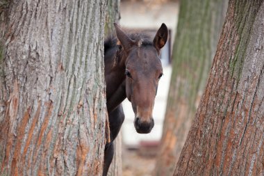 Small foal clipart