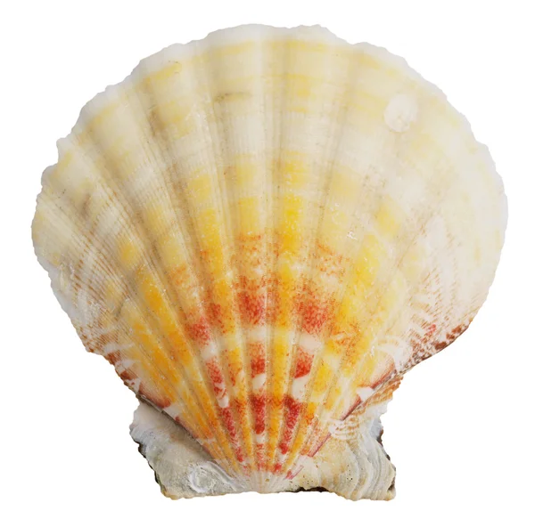 Petrified door ocean seashells — Stock Photo, Image