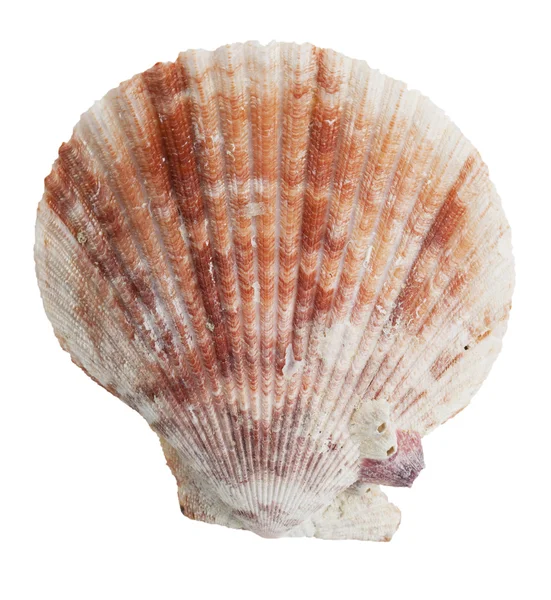 Απολιθωμένο μισό τα θαλασσινά κοχύλια ωκεανό — Φωτογραφία Αρχείου
