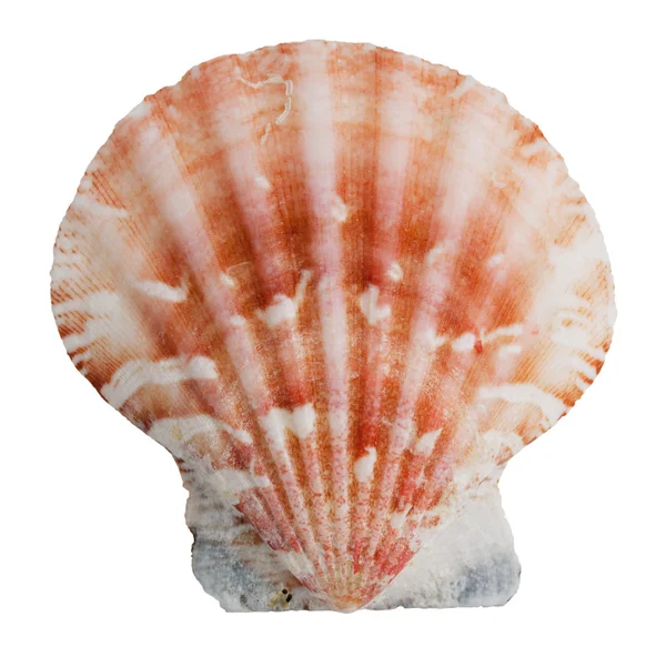 Pink shell clam ocean — Stock Photo, Image