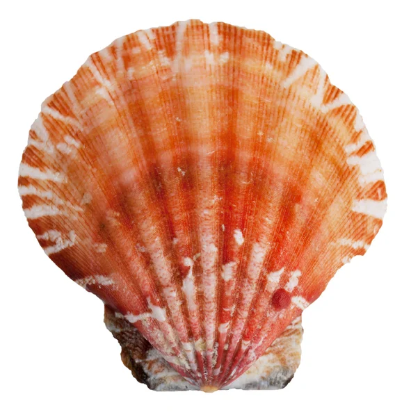 Океан молюсків оболонки — стокове фото