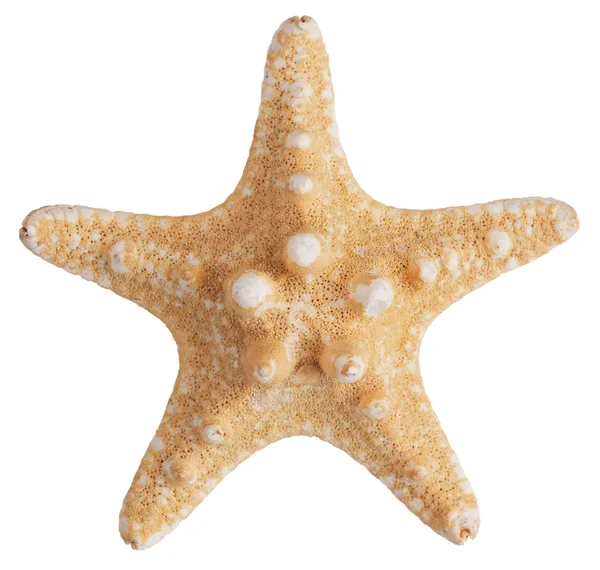 Estrela do mar fossilizada — Fotografia de Stock