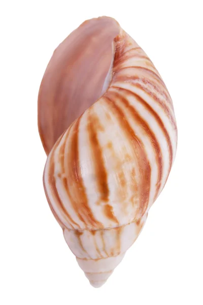 Striped colorful seashells — Stock Photo, Image
