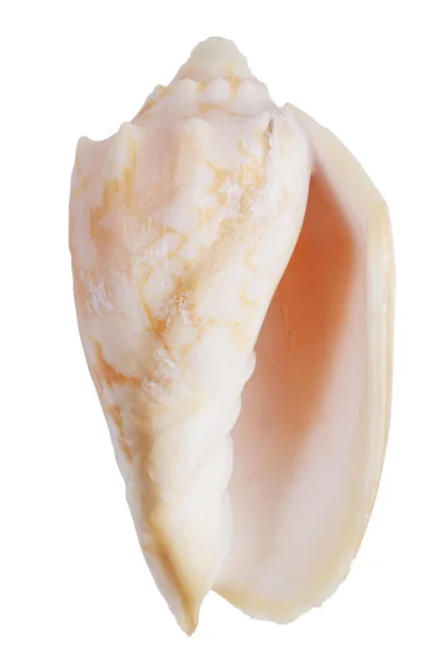 真珠層の軟体動物の海 — ストック写真