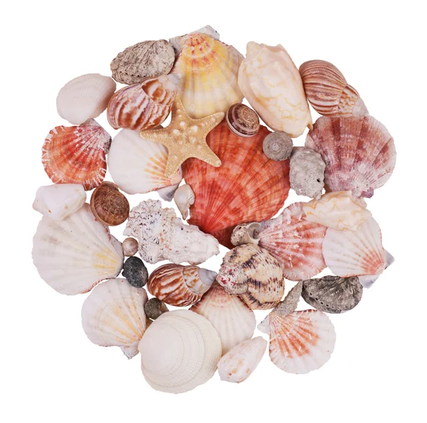 Um punhado de conchas e estrelas do mar — Fotografia de Stock