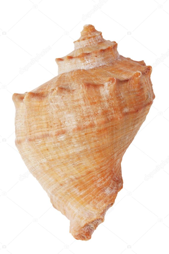The brown sea shell