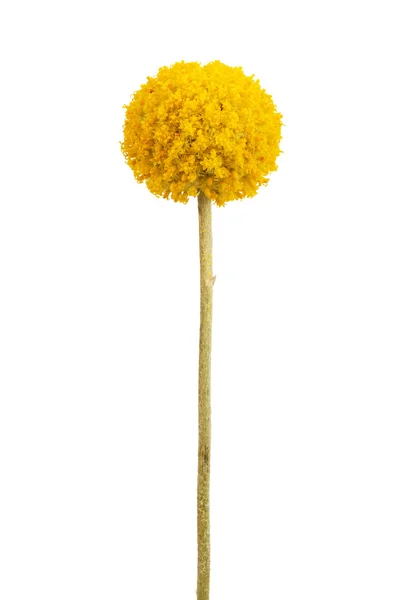 Esférico com uma delicada flor amarela hastes — Fotografia de Stock