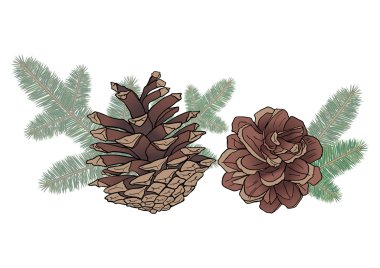 Cones and spruce branches clipart