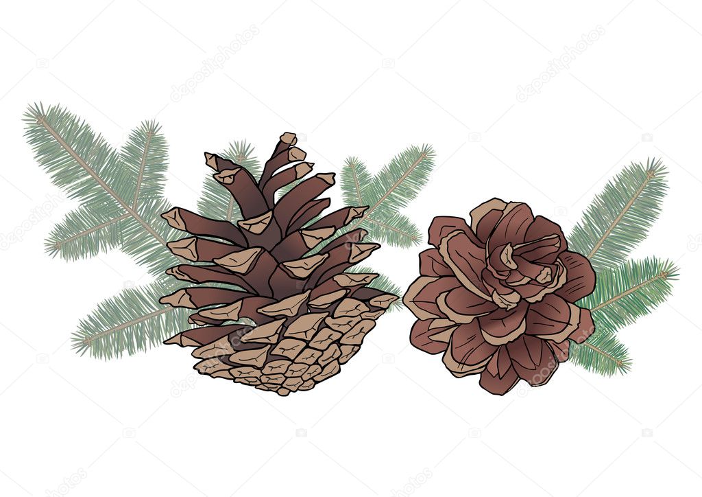 Cones and spruce branches