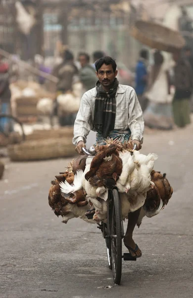 Ποδηλάτων, φορτωμένο με τα κοτόπουλα — Φωτογραφία Αρχείου