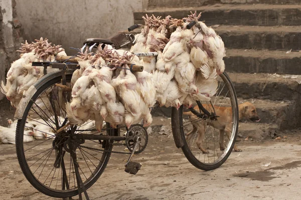 在自行车上的鸡 — 图库照片