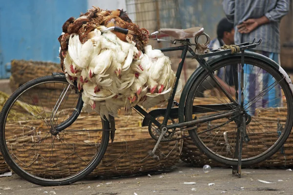 Bicicleta de aves — Foto de Stock