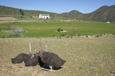 South African Ostrich Farm clipart
