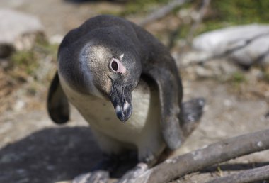 meraklı penguen