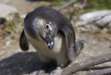Inquisitive Penguin clipart