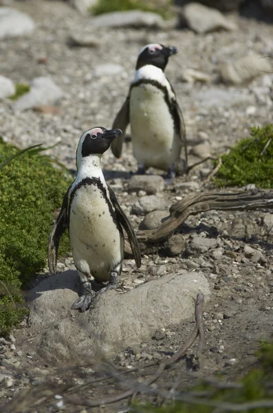 African Penguins at Bettys Bay — Stock Photo, Image