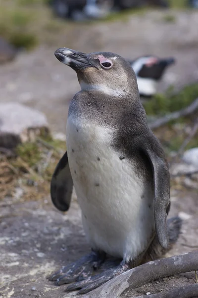 年轻的企鹅 — 图库照片