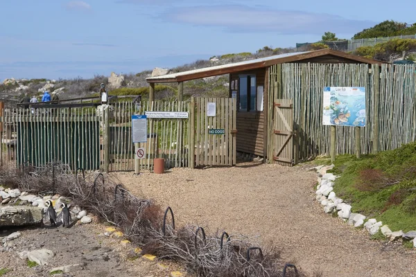 stock image Bettys Bay Penguin Colony