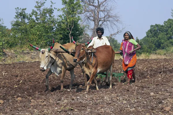 在印度农村生活 图库照片