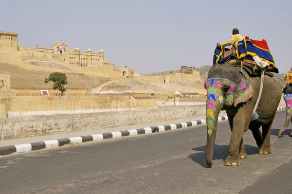 Elefant på vägen — Stockfoto