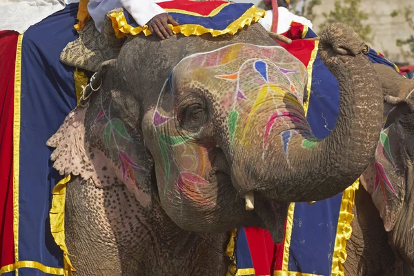 Festival de elefantes — Fotografia de Stock
