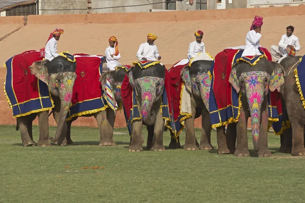 Elefanter på Parade - Stock-foto