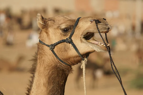 Retrato de camello —  Fotos de Stock
