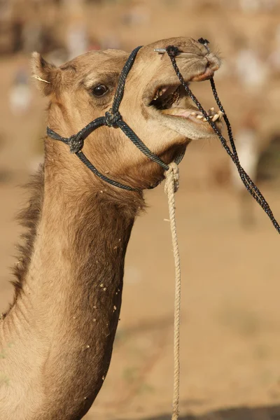 Καμήλας φωνητικό — Φωτογραφία Αρχείου