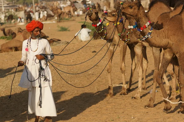 Ярмарка верблюдов в Пушкаре — стоковое фото